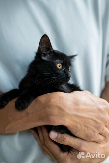 Черный котенок девочка