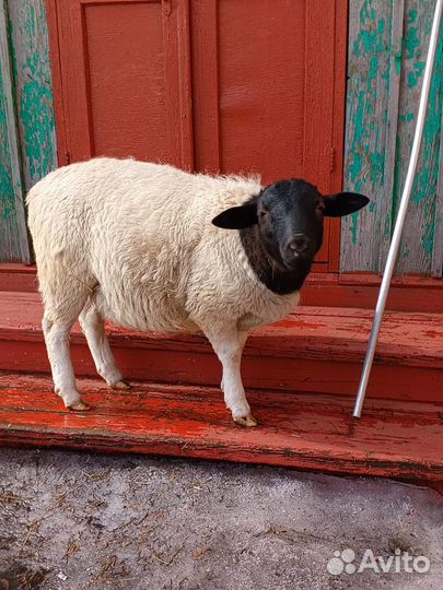 Баран Дорпер