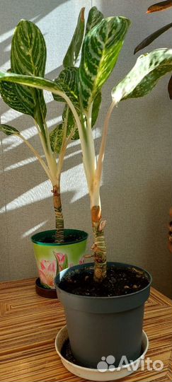 Дипладения (Аглаонема)