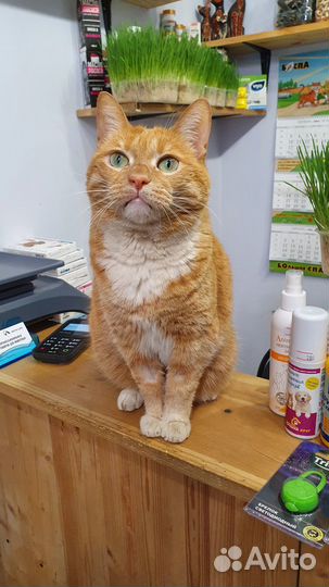 Кошка в добрые руки