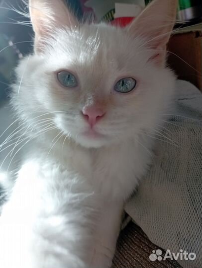 Кошка (Турецкий ван)