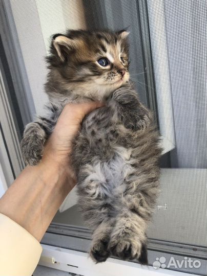 Кошка в дар бесплатно