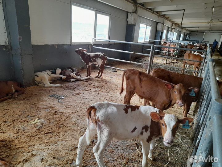 Телята бычки