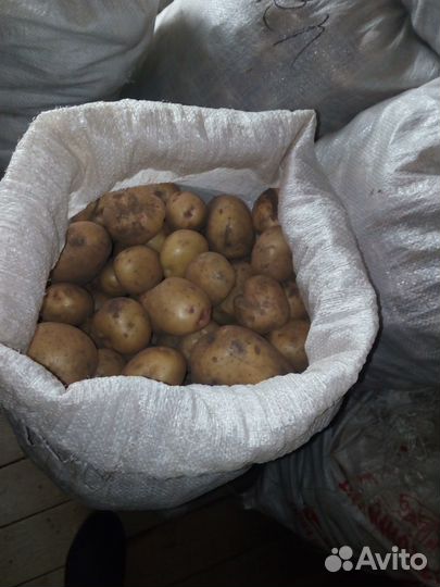Продам картофель