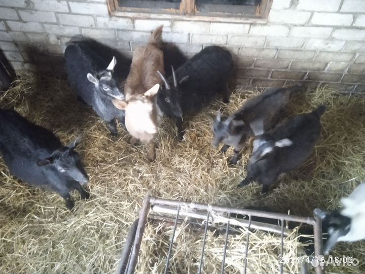 Козы и козлята