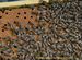 «Пчеломатки Карпатской породы 77 и 54 линии
