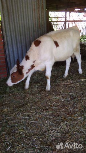 Телочка айширская