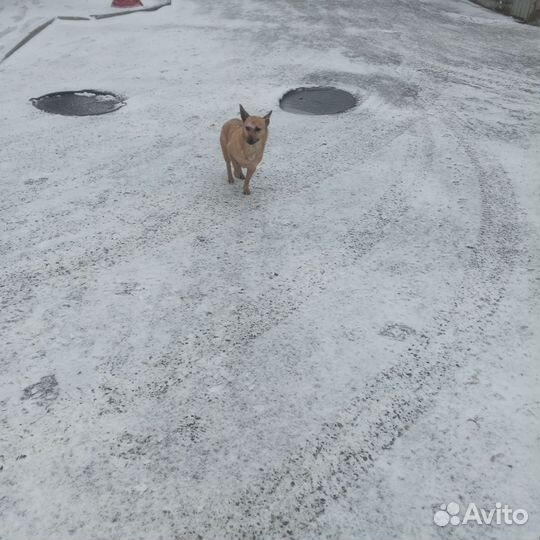 Собаки потеряшки