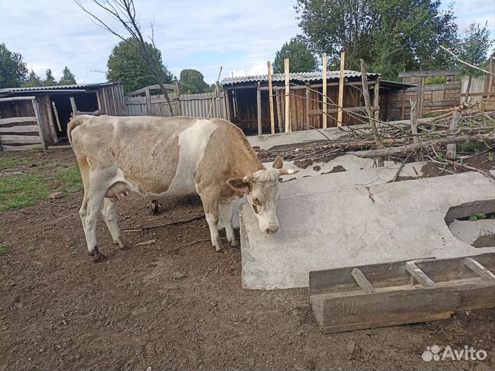 Корова стельная дойная