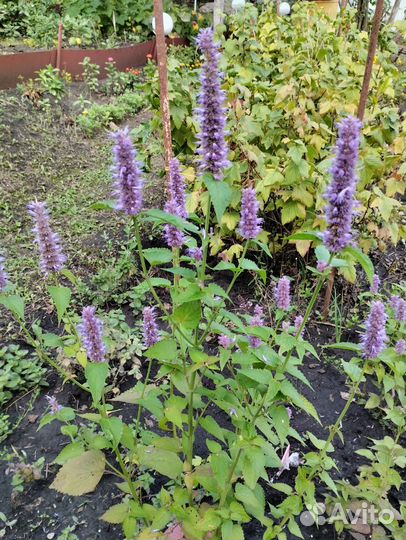 Мята мексиканская