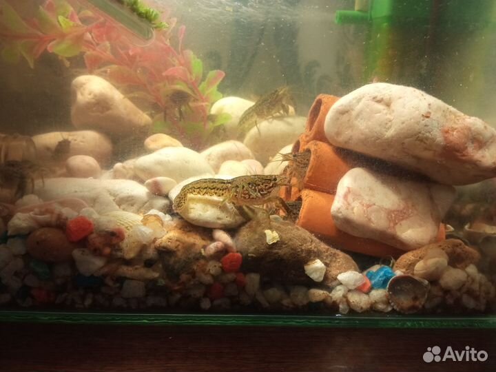 Мраморный рак