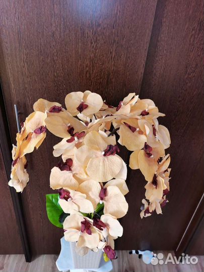 Композиция Орхидея