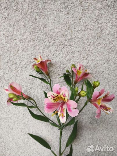 Альстромерия корни