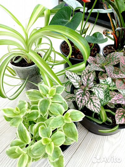 Набор, антуриум, мужское счастье