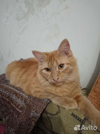 Кошка в дар бесплатно