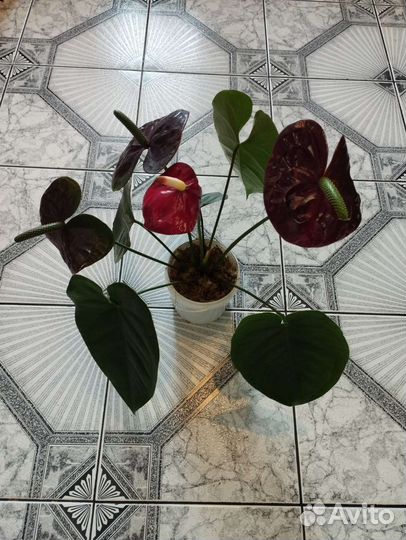 Антуриум Блэк Квин
