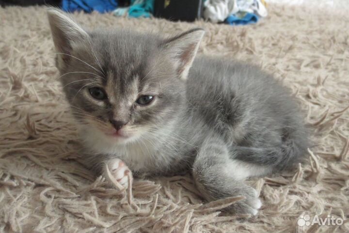 Отдаю котят мальчиков и девочек 1 месяц