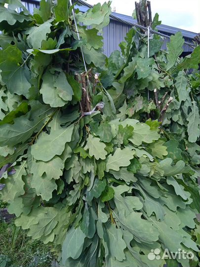 Веники для бани. Дубовые, берёзовые