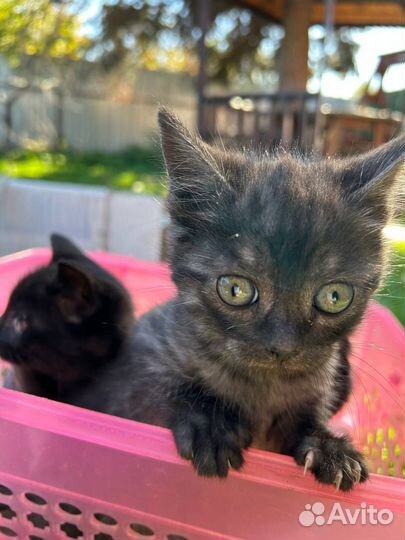 Котята кошки мышеловки