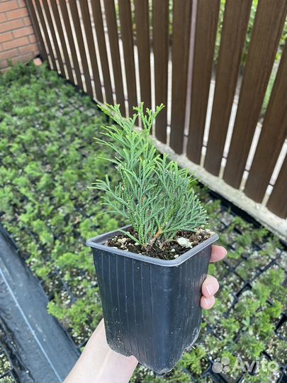 Туя смарагд