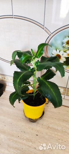 Каланхое лечебное