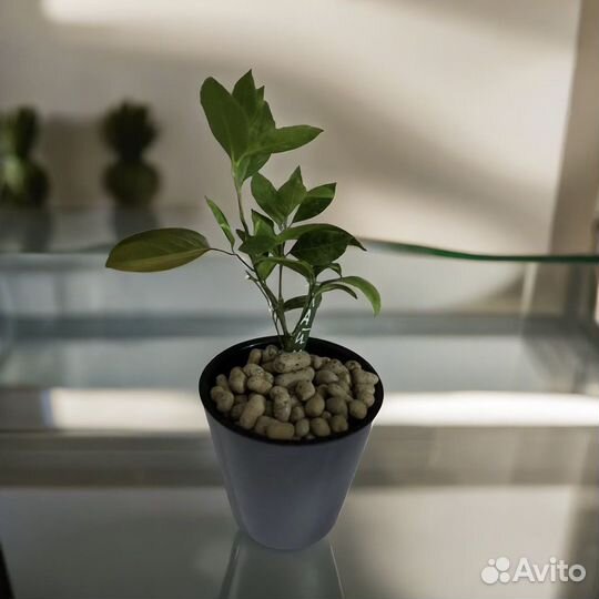 Лимон, лайм, комнатные цитрусы