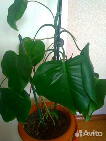 Продам домашний цветок