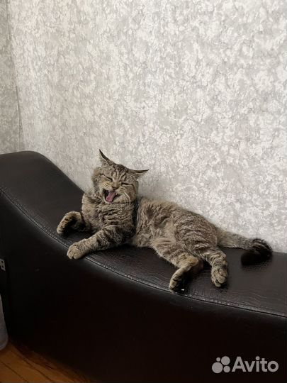 Кот в добрые руки