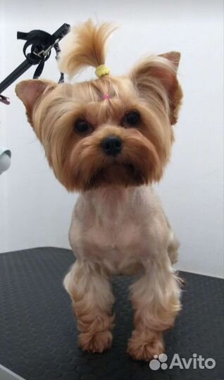 Стрижка собак и кошек.Груминг.Тримминг