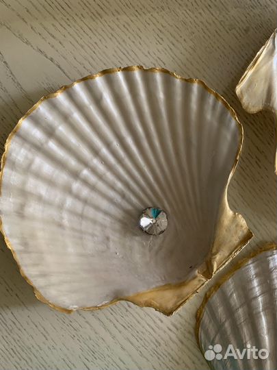 Морские ракушки раковины большие