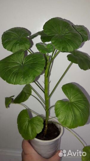 Герань ярко-розовая