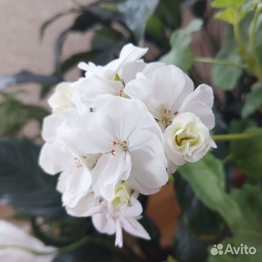 Пеларгония герань