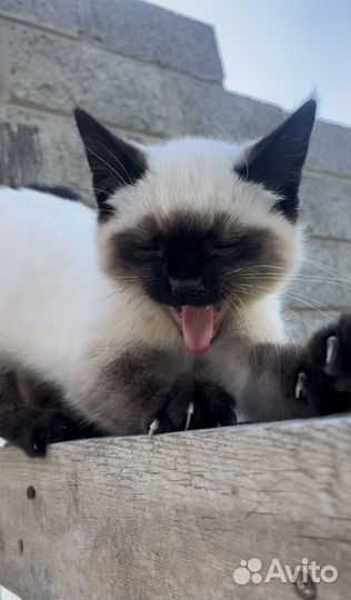 Кошка колор пойнт