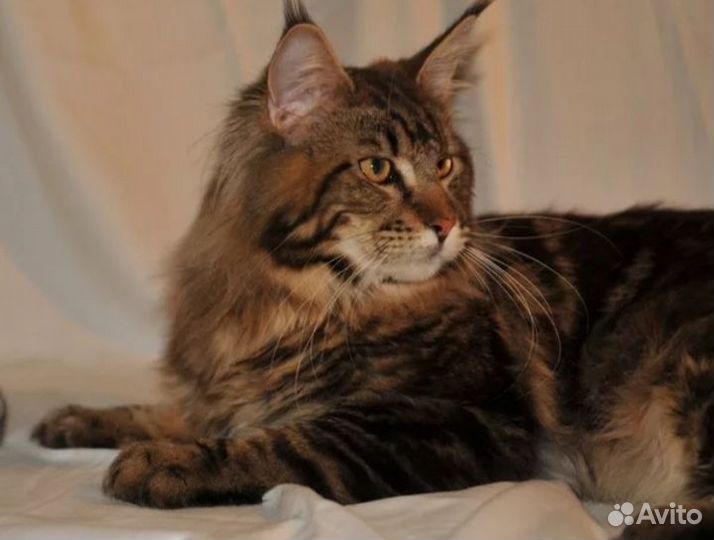 Котята Мэйн Кун