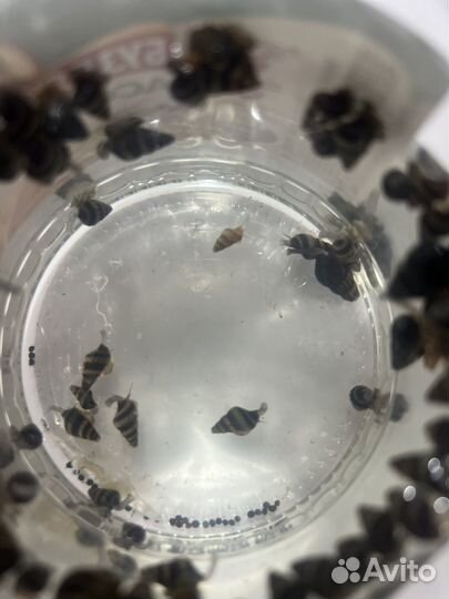 Улитка Хелена