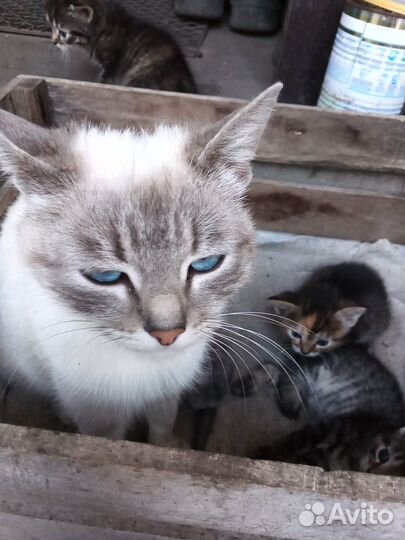 Котята только в добрые руки