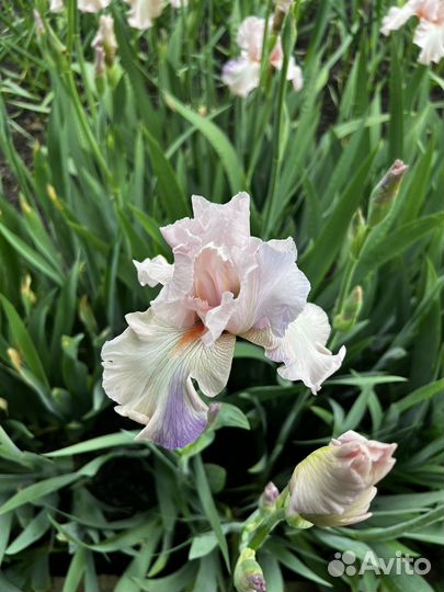 Ирисы сортовые