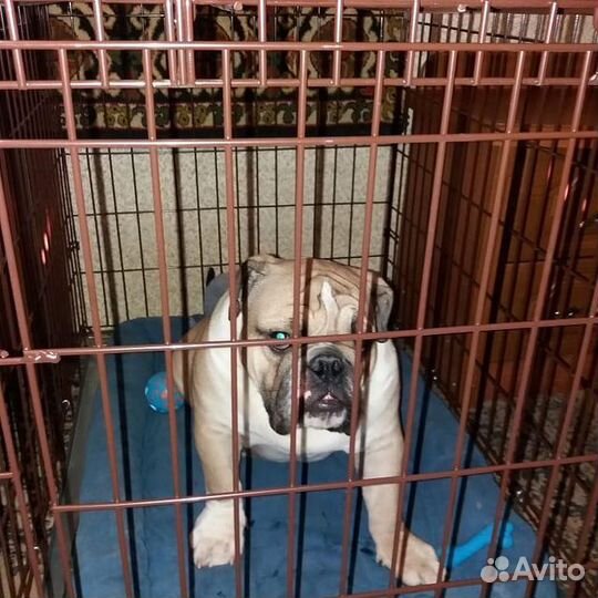 Клетка для собак новая
