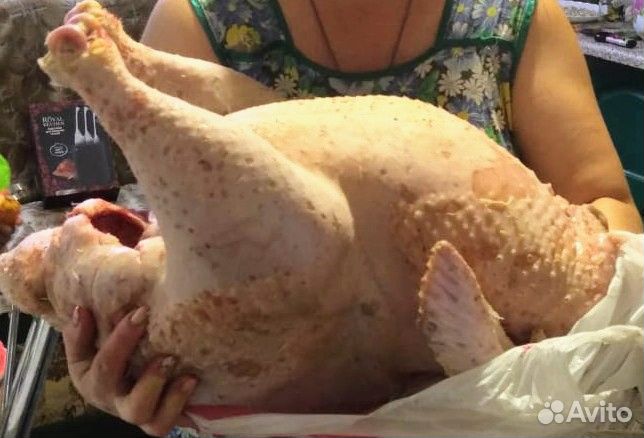 Индюки / Гуси тушки