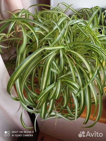 Папоротник нефролепис, хлорофитум