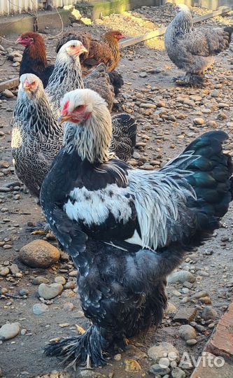 Петухи Брама