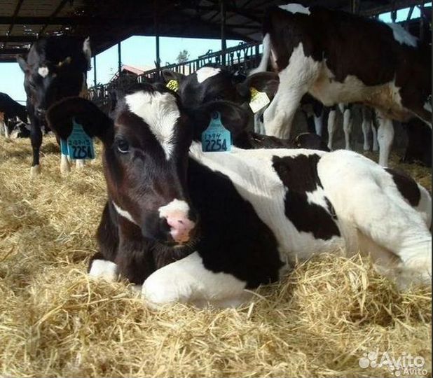 Бычки и телята холмогоры