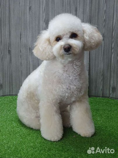 Груминг щенков и взрослых собак и кошек