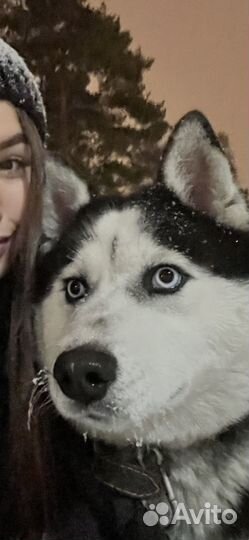 Потерялась собака