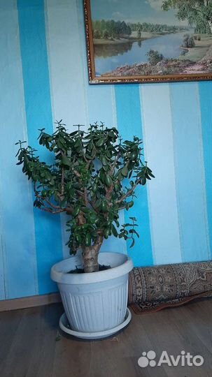 Денежное дерево