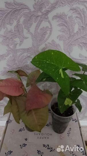 Сциндапсус,Сингониум,Эпипремнум,Монстера,Толстянка