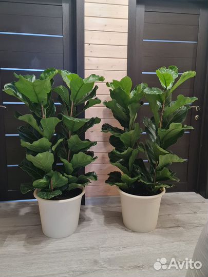 Фикус Лирата/Лировидный 2 ствола