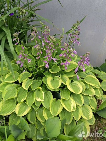 Хоста растение