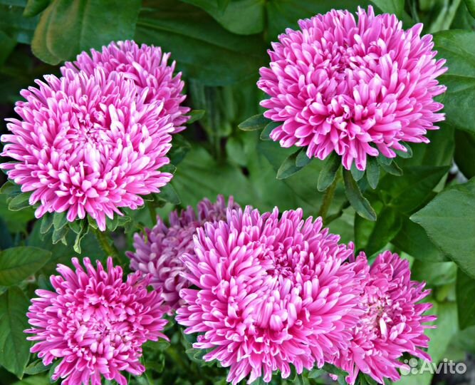 Астры срезка к 1 сентября