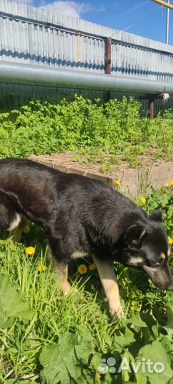 Собака в добрые руки отдам бесплатно